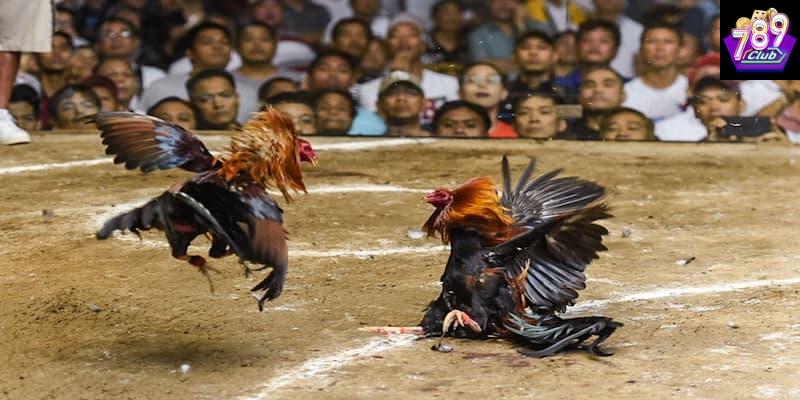 Đá gà hiệu quả chiến thuật phổ biến